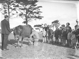 Ted Hood holds the cow while children watch it milked, ...