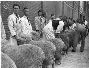 A judge, Mr Stonehaven, opening the fleece of an ewe