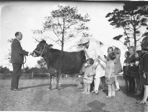 Matron giving a child milk from a cow while Ted Hood ho...