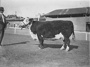 Champion Hereford cow