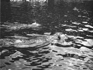 Japanese swimmers in action