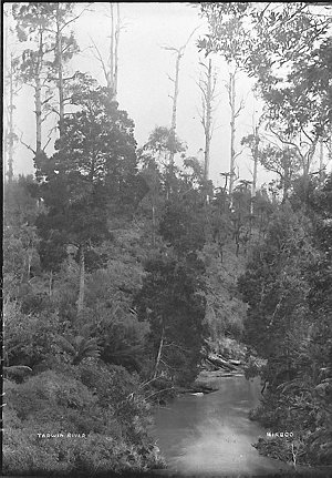 A bushland setting, tall trees and a winding stream, th...