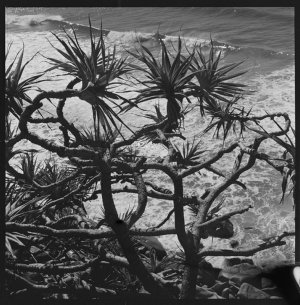 File 39: Pandanus by the sea, 1978 / photographed by Ma...