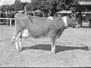Guernsey cow