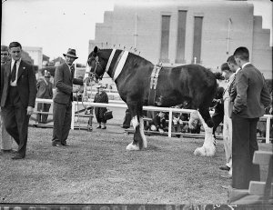 Royal Easter Show