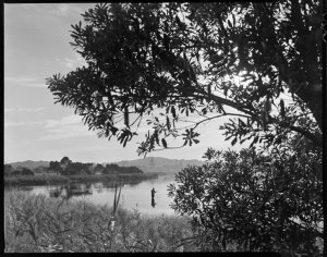 File 14: Early morning, Narrabeen Lakes, Apl '78 (Easte...