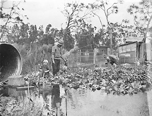 Man surveys his vegetable garden in the Narrabeen flood