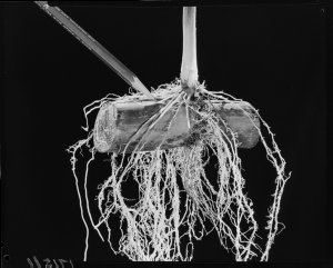 File 254: Sugar cane plant roots, July 1960 / photograp...