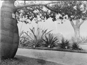 Scene in the Botanical Gardens, bottle tree on left