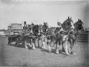 The four-horse Clydesdale lorry event