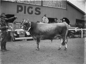 Champion Jersey bull.  Cat. No. 4201
