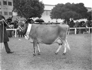 Champion Jersey cow