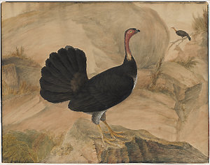 [A bush turkey or alectura lathami], 1809 / by I.W. Lew...
