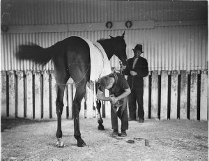 Farrier shoeing a racehorse with racing 'plates'