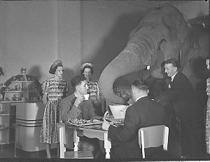 Elephant's tea party