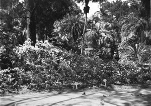 Botanic Gardens scene