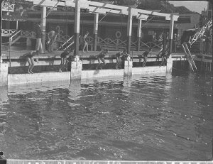 Start of a men's swimming race, St Aloysius College swi...