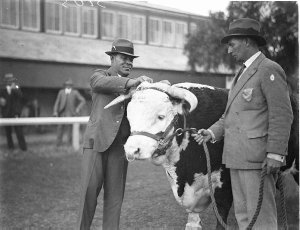 Cattle judge tying the blue ribbon on the champion Here...