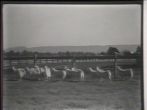 Angora goats, Hawkesbury Agricultural College