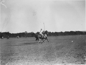 Polo at Cobbitty