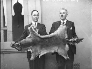 Alfred S. Henry and Matthew Kilpatrick holding the pelt...
