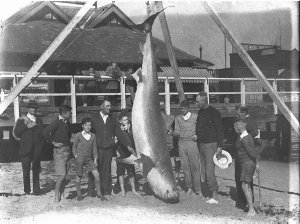 Huge grey nurse shark being weighed outside Watsons Bay...
