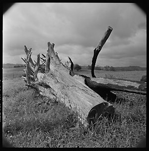 File 03: Kangaloon, stumps of felled trees, December 19...