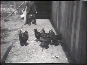 Pen of Black Orpingtons, Staples Poultry Farm, Penshurs...