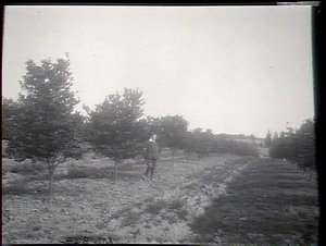 Row of mandarines, Government Orchard, Dural