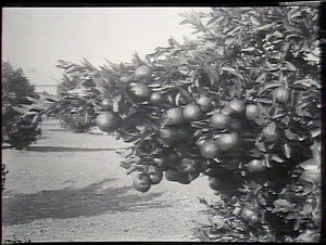 Branch of orange trees showing fruit, Brown's Orchard, ...