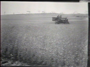 Harvester at work in the crop, wheat experiments