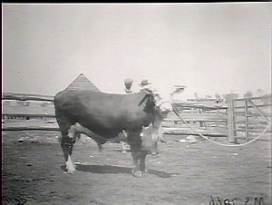 Hereford bull, Tocal, Maitland