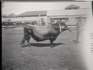 Jersey bull, "Brighton King", 1st prize, Royal Agricult...
