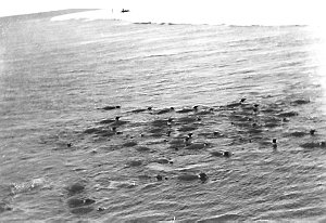 Q333: Emperor penguins swimming near the edge of floe i...