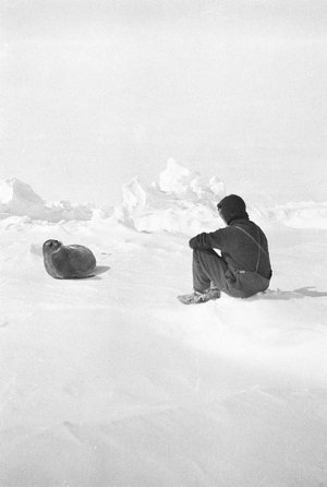 Q663: Madigan surprises a Weddell seal on the floe ice ...