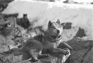 H199: Sledge dog in harness / Frank Hurley
