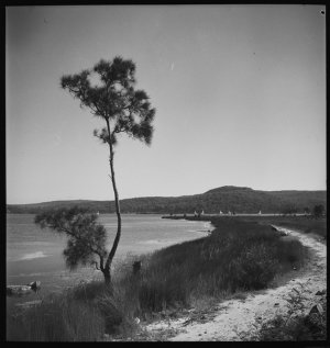 File 07: Landscape, Narrabeen Lakes?, 1940s / photograp...