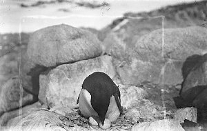 P058: Adelie penguin turning eggs / John George Hunter