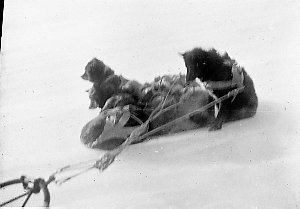 C203: Sledge dogs halted in a high wind turn their back...