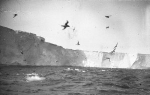 Q468: Antarctic petrels along the wall of the forty mil...