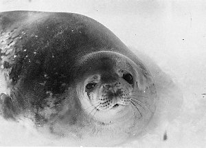 Q284: Weddell seal / Morton Henry Moyes