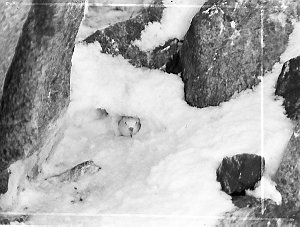 C014: Southern fulmar on nest, snow bound. Stillwell Is...