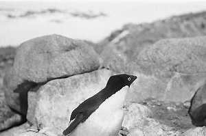 P044: Adelie penguin on eggs / John George Hunter
