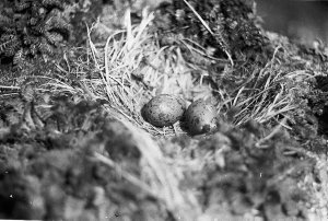 H040: Nest and egg of Dominican Gull / Leslie R. Blake