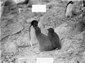 C299: Adelie penguins feeding young / Frank Hurley