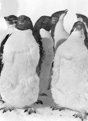Q395: Adelie penguins moulting, West Base / Andrew D. W...