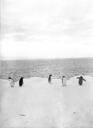 C221: Adelie penguins ashore near Cape Denison, late au...