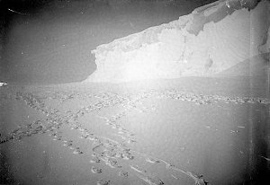 H179: Tracks raised in relief on the floe-ice near The ...