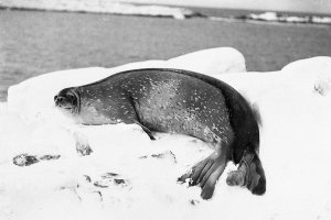 H513: Weddell seal / Frank Hurley