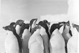 Q393: Adelie penguins on floe below shelf ice, West Bas...